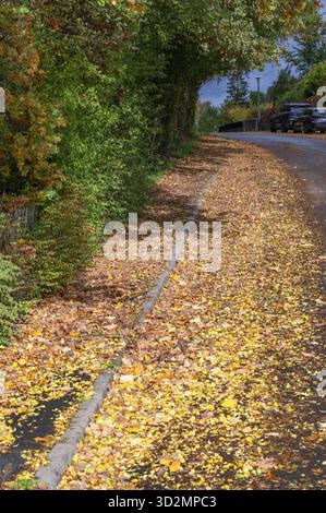 Foglie autunnali cadute sul marciapiede e sulla strada, Baviera, Germania Foto Stock