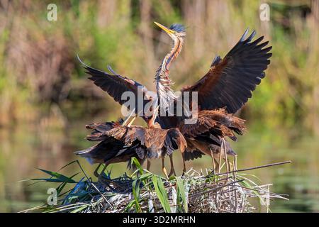 Porpora Heron (Ardea purpurea) adulto che alimenta pulcini su nido in canne, Baden-Wuerttemberg, Germania Foto Stock