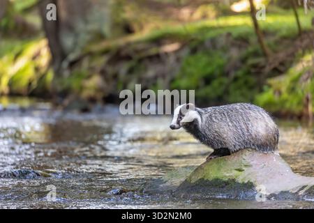 Il tasso europeo è seduto su una pietra in mezzo al fiume. Orizzontalmente. Foto Stock