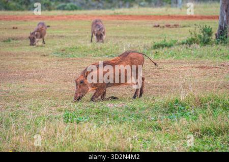 Warthog nel Parco Nazionale degli Elefanti di Addo in Sudafrica. Foto Stock
