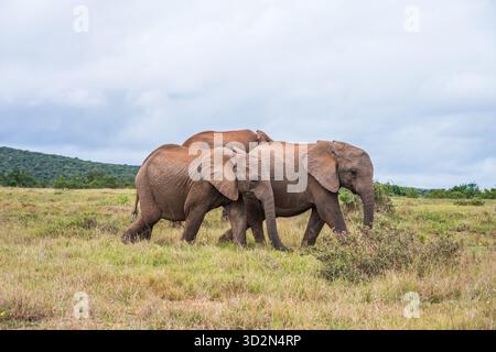 Elefanti nel Parco Nazionale degli Elefanti di Addo in Sudafrica. Foto Stock