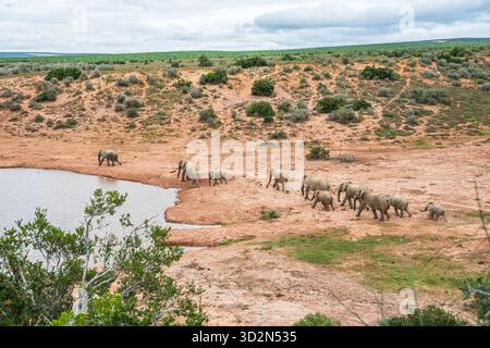 Elefanti nel Parco Nazionale degli Elefanti di Addo in Sudafrica. Foto Stock