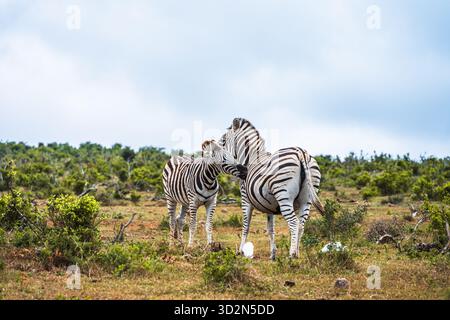Zebre nel Parco Nazionale degli Elefanti di Addo in Sud Africa. Foto Stock
