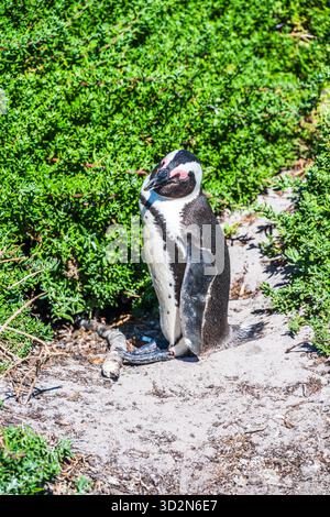 Pinguini sudafricani a Boulders Beach, Capetown, Sudafrica. Foto Stock