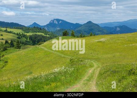 Sentiero sterrato che si snoda tra vasti prati verdi e colline con montagne sullo sfondo sotto un cielo nuvoloso Foto Stock