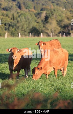 La campagna del Limousin intorno al villaggio di Mortemart nel dipartimento dell'alta Vienne nella regione della Nouvelle-Aquitaine. Allevamento di bovini e svantaggi della carne Foto Stock