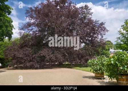 Vista completa di un vecchio faggio rosso (Fagus sylvatica), che mostra il suo enorme tronco, i rami allungati e la fitta tettoia. Foto Stock