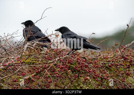 Corvi di Carrion arroccati su rami ricoperti di bacche ad Amsterdamse Waterleidingduinen Foto Stock