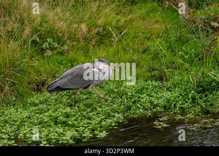 Giovane airone grigio che cammina lungo il bordo dell'acqua ad Amsterdamse Waterleidingduinen Foto Stock