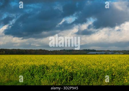 Campo di mostarda bianca in fiore, noto anche come senape gialla Foto Stock