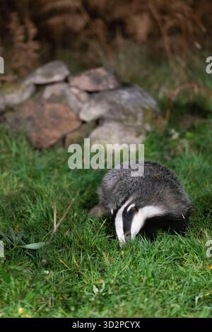 Un distintivo europeo (Meles Meles) che forgia di notte sotto i riflettori in autunno Foto Stock