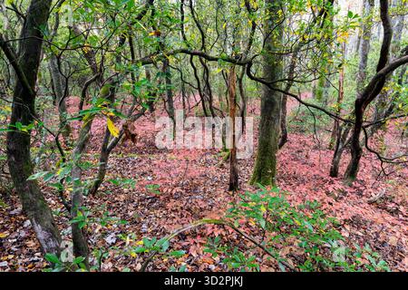 Colori autunnali vibranti nella foresta rocciosa - Pisgah National Forest - vicino a Brevard, North Carolina, Stati Uniti Foto Stock