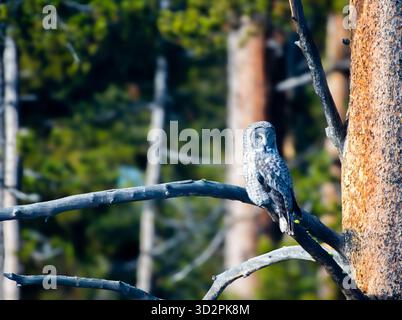 Nella foresta Foto Stock