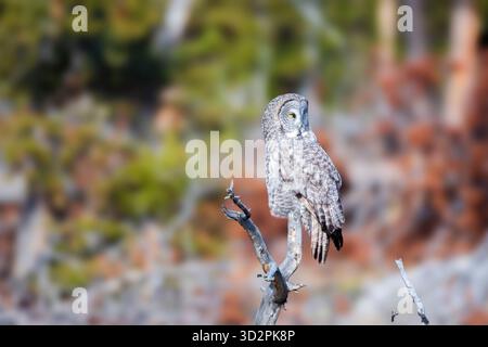 Il look del grande Gufo Grigio Foto Stock