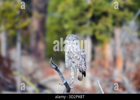 Lo sguardo del grande Gufo Grigio Foto Stock