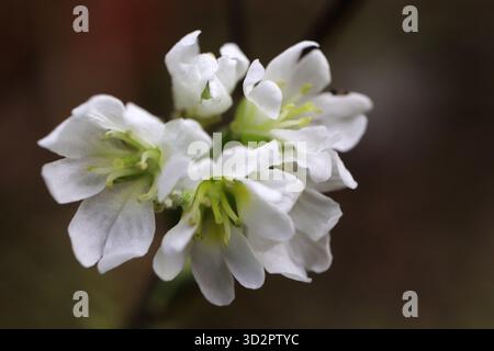 Fiori di gelsomino bianchi in fiore. Natura e flora. Primo piano macro. Foto Stock