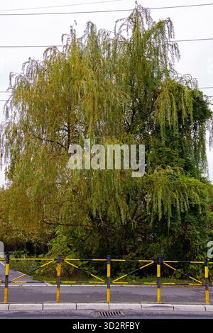 Salice piangente in città con foglie verdi e rami cadenti Foto Stock