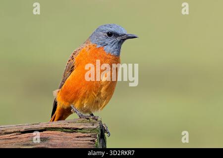 Un colorato muso maschile di Cape rock (Monticola rupestris) arroccato su una diramazione, Sud Africa Foto Stock