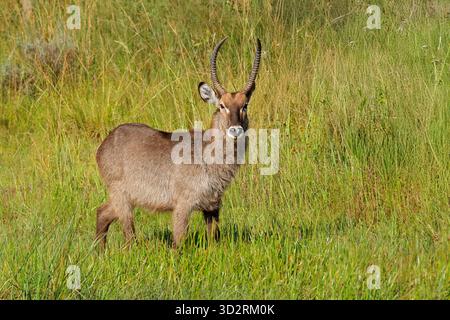 Avvisa il maschio Waterbuck (Kobus ellipsiprymnus) che si trova in habitat naturale, Sudafrica Foto Stock