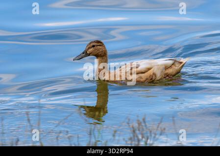 Un'anatra selvaggia nuota su splendide onde Foto Stock