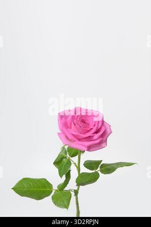 Un'unica rosa rosa è l'unico oggetto nell'immagine. La rosa è alta ed è il punto focale principale dell'immagine. L'immagine è semplice ed elegante Foto Stock