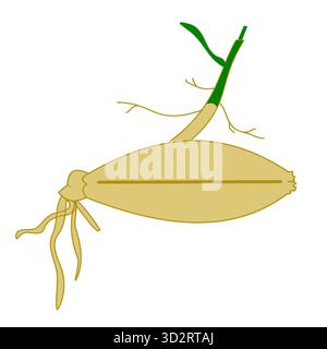 semi di orzo germinati in una fase di semina conversione in coltivazione in orzo vegetale Illustrazione Vettoriale