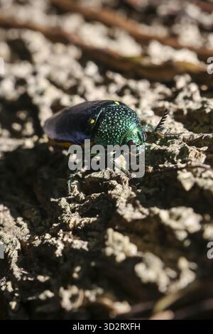 Uno scarabeo verde brillante che poggia sulla corteccia ruvida degli alberi. insetto sereno alla luce del sole Foto Stock