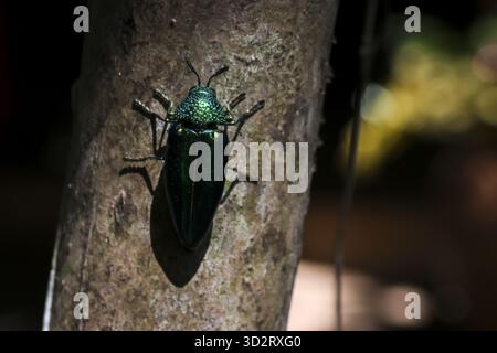 Scarabeo verde metallizzato che riposa tranquillamente sulla corteccia ruvida degli alberi in un ambiente naturale Foto Stock