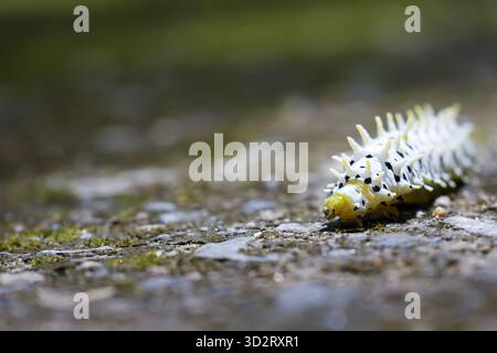 Affascinante bruco bianco con macchie nere che strisciano su terreni accidentati, piccoli viaggi di vita Foto Stock