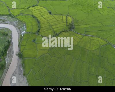 Ampia risaia verde vivace con una fiorente agricoltura e un tranquillo paesaggio rurale. La splendida vista aerea cattura il tortuoso fiume che scorre lungo il fiume Foto Stock