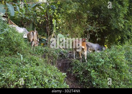 Tranquillo branco di mucche brune e bovini che pascolano su lussureggianti colline verdi. Questo animale rurale vive in una giungla tranquilla, una splendida scena naturale e un Foto Stock