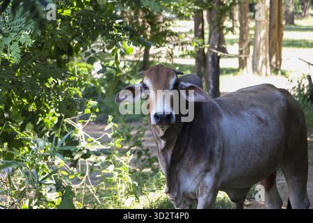 Giovane vacca zebu bruna in piedi nella foresta guardando la macchina fotografica con un'espressione calma e curiosa. Questo animale domestico vive nella natura rurale all'aperto Foto Stock