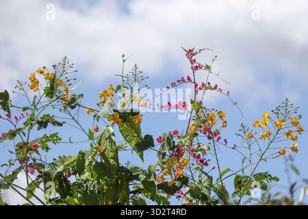 Fiori gialli e rosa vibranti su piante verdi raggiungono il sereno cielo blu con nuvole bianche. tranquillo scenario naturale all'aperto che rappresenta la crescita e la bellezza Foto Stock