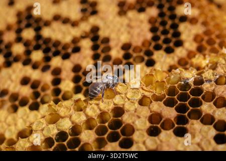 Vista ravvicinata di un'ape miele che lavora duramente su un favo naturale. Le cellule di cera gialla descrivono il mondo industrioso dell'apicoltura, dell'apicoltura e dell'hon organico Foto Stock