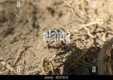Curioso ragno nero che salta con un occhio prominente guarda direttamente la fotocamera su terreno asciutto. Vista macro dell'aracnide audace nell'habitat naturale, che mostra Wil Foto Stock