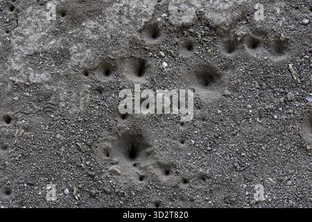 Misteriosa pista di stampa delle zampe degli animali incorporata in un terreno di sabbia grigia. Dettagli astratti di piccoli fori e tane che creano una texture naturale unica sul terreno Foto Stock