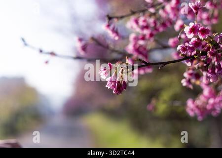 I vivaci fiori di ciliegio rosa svelano delicati petali, lo splendido spettacolo di un arrivo allegro in primavera. La luce del sole illumina dolcemente il ramo fiorito, cre Foto Stock