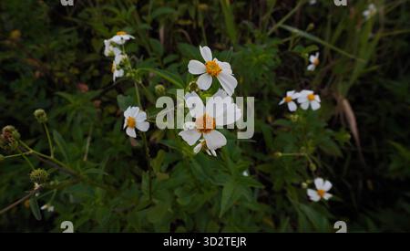 Fiori bianchi d'Alba Bidens in fiore Foto Stock