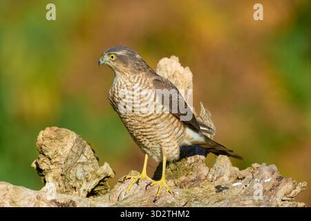 Sparrowhawk eurasiatico, Accipiter nisus, maschio subadulto, Dumfries e Galloway, Scozia, REGNO UNITO Foto Stock