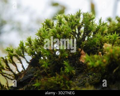Primo piano del muschio verde brillante contro il cielo morbido Foto Stock