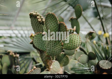 Primo piano di Cactus di pere di riccio (Opuntia microdasys) Foto Stock