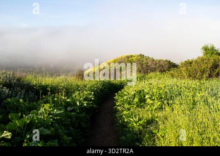 Sentiero verde rigoglioso che conduce alla collina ricoperta di nebbia Foto Stock