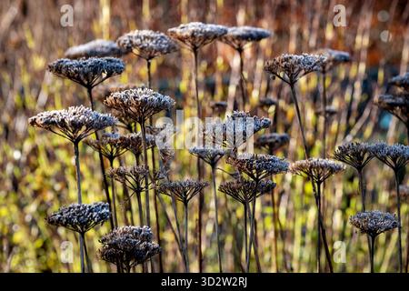 Achillea, Yarrow, teste di semi smerigliate in inverno Foto Stock
