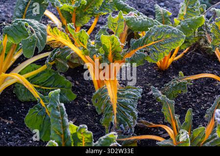 Foglie smerigliate di Chard colorato nell'orto Foto Stock