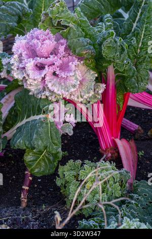 Foglie smerigliate di Chard colorato nell'orto Foto Stock
