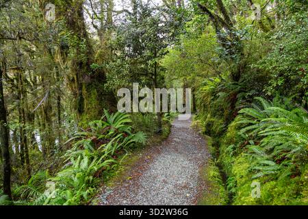 Il Routeburn Track attraversa la fitta foresta pluviale temperata di Fiordland, South Island, nuova Zelanda Foto Stock