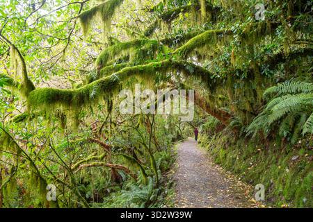 Il Routeburn Track attraversa la fitta foresta pluviale temperata di Fiordland, South Island, nuova Zelanda Foto Stock