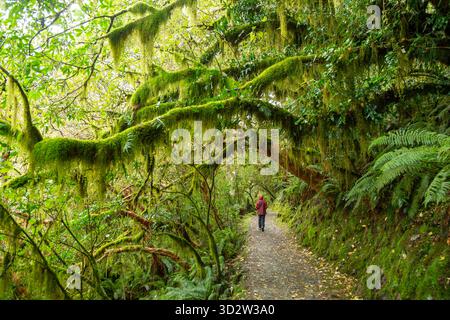Il Routeburn Track attraversa la fitta foresta pluviale temperata di Fiordland, South Island, nuova Zelanda Foto Stock