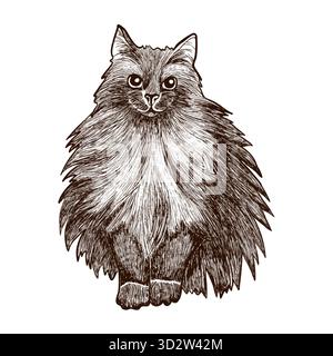 Un'illustrazione vettoriale disegnata a mano di un gatto dai capelli lunghi con un'incisione vintage. Perfetto per illustrazioni di animali domestici, stampe antiche, confezioni de Foto Stock