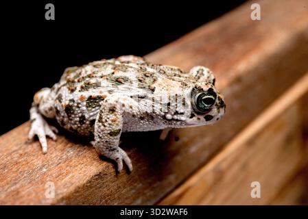 Rospo marrone giovane su legno di faggio e sfondo nero Foto Stock